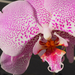 Otthoni orchideáim, 2022 03, SzG3