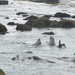 DSCN3563-elephant seal