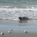 DSCN3575-elephant seal