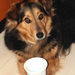 csipi kutyám és a tejfölös pohár (4)
