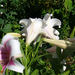 Lilium orientalis 'Triumphator'