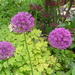 Allium aflatunense 'Purple Sensation'