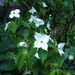 Cornus kousa 'Teutonia'