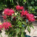 Monarda