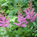 Astilbe