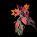 Echeveria gibbiflora