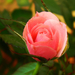 Rózsa(szín álom....)