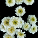 fehérvirág-f