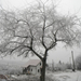margita dűlő havasfa