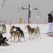 donovaly-kutyaszán-várakozás hóesésben