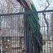 margitsziget vadaspark páva kerítésen2