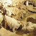 pálvölgyi barlang 20a