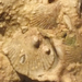 pálvölgyi barlang kagylók