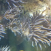 ák-akvárium virágállat