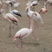 ák-flamingók4