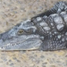ák-krokodilfej