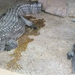 ák-nilusi krokodil