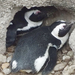 ák-pingvin-költőhely1