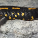 ák-szalamandra1