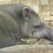 ák-tapír