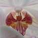 orchidea makro1