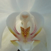 orchidea makro4
