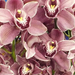 garden-orchideák