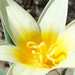 korai tulipán makro