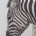 ák zebra-portré