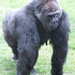 ák főemlős gorilla1