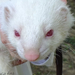 vadászgörény albino portré