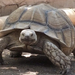 bp-állatkert teknőc-küldönc