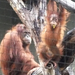 bp-állatkert- majom4