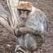 bp-állatkert- majom5