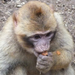 bp-állatkert- majom8