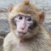 bp-állatkert- majompofa