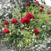 Jókai-kert KÖN jókai rózsakertje