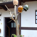 hollókő-köcsögfa