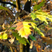 Fót-Somlyó őszi levelek