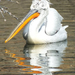 B-állat-és-növénykert-borzas pelikán