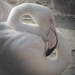 B-állat-és-növénykert- flamingó-nyakkanyar