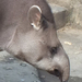 B-állat-és-növénykert- tapír-portré