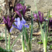 B-állat-és-növénykert- tavaszi virágok