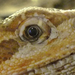 Gyöngyösi állatkert - minisárkány szeme