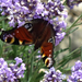 Kaposvár - szentjakab levendulán pillangó
