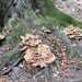 Parádfürdő - Ilonavölgy - gombák