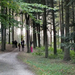 Agostyán - Arborétum - sűrű-sötét