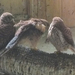 Hortobágy - Madárpark - madárkórház2