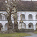 Heiligenkreuz kolostor - ősfák
