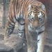 bp-állatkert - tigris